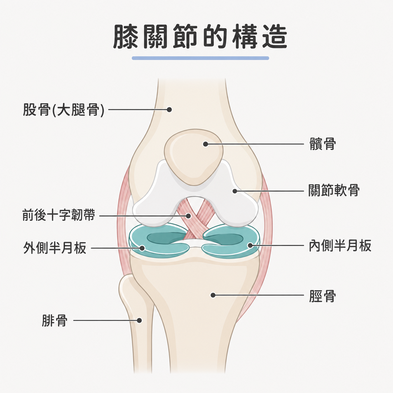 膝半月板損傷位置